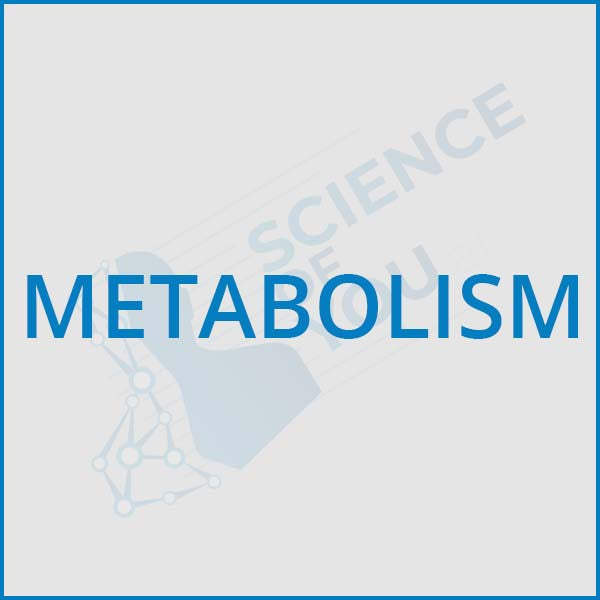 Metabolism